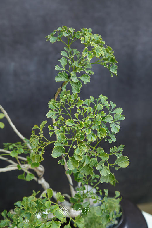芹叶福禄桐 商品图1
