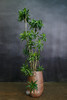 造型百合竹 商品缩略图0