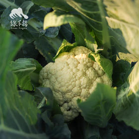 生态西蓝花/花椰菜（陆运包邮） | 绿家自产*ecological broccoli | Self-production