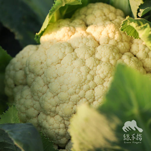 生态西蓝花/花椰菜（陆运包邮） | 绿家自产*ecological broccoli | Self-production 商品图1