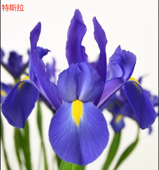 基地直营-鸢尾-特斯拉（F农场）