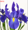 基地直营-鸢尾-特斯拉（F农场） 商品缩略图0