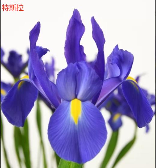 基地直营-鸢尾-特斯拉（F农场） 商品图0