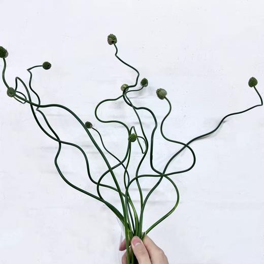 2月26日迷你弯葱-10支 商品图2