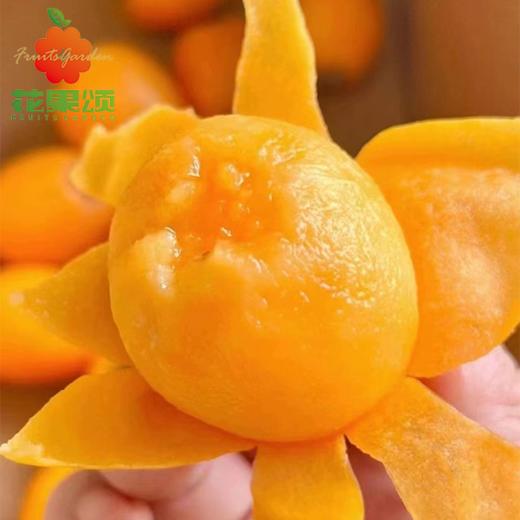 【五星品质】云南五星大个枇杷果 约250g-500g 商品图0