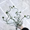 2月26日迷你弯葱-10支 商品缩略图3