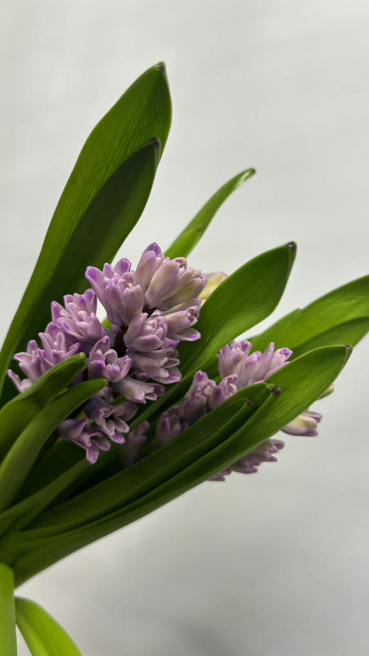 【国产】方德风信子-粉冰川-粉紫色 5枝 商品图4