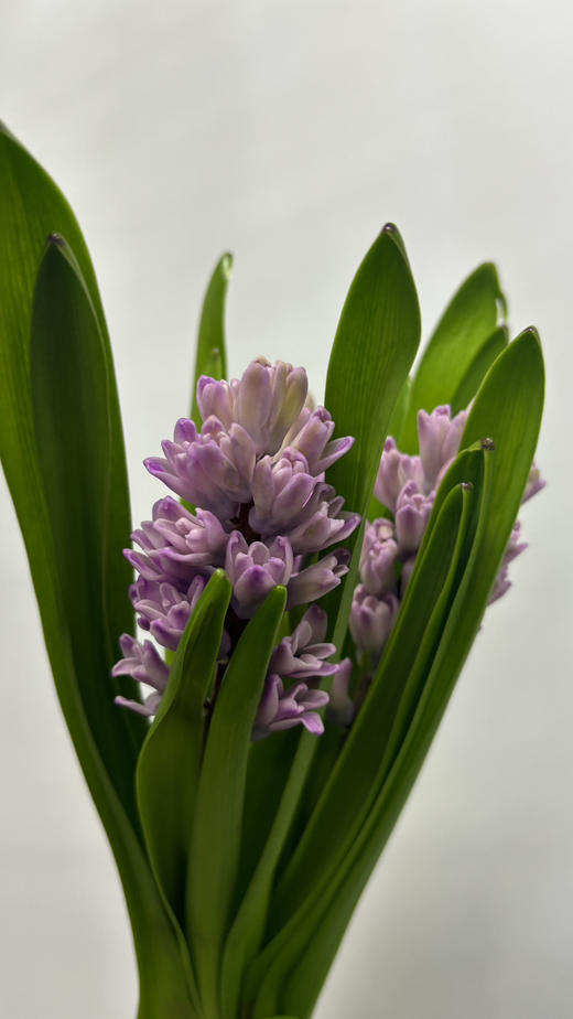 【国产】方德风信子-粉冰川-粉紫色 5枝 商品图3