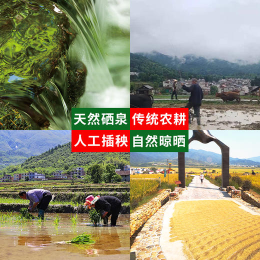 莲乡福莲花硒米 5kg（当季新米） 商品图6