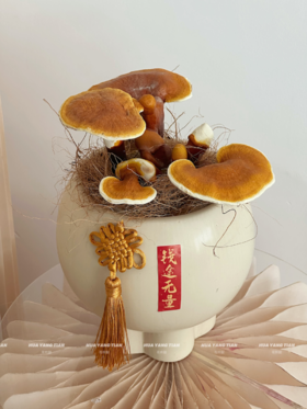 “灵芝入宅好运自来”—灵芝盆栽