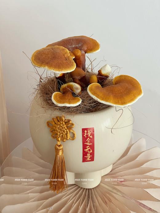 “灵芝入宅好运自来”—灵芝盆栽 商品图0