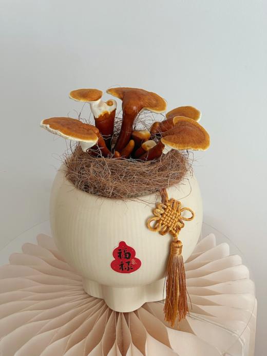 “灵芝入宅好运自来”—灵芝盆栽 商品图1