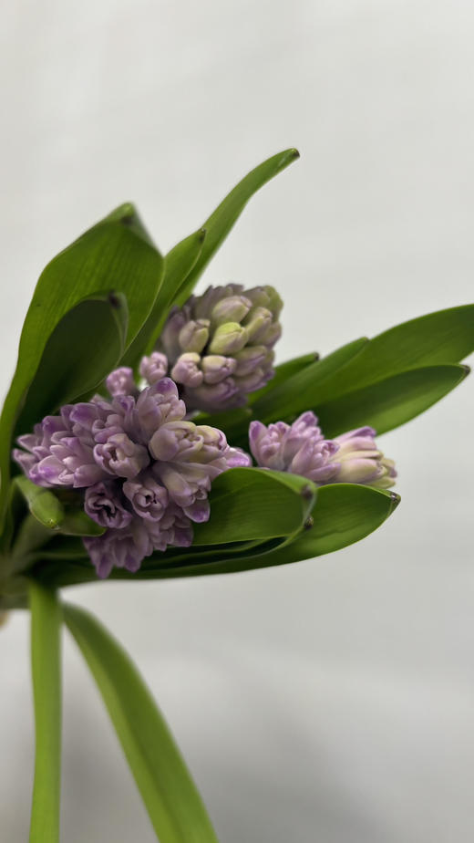 【国产】方德风信子-粉冰川-粉紫色 5枝 商品图6