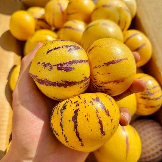 风化石树熟人参果 水润多汁 树上成熟更甜蜜 商品图8