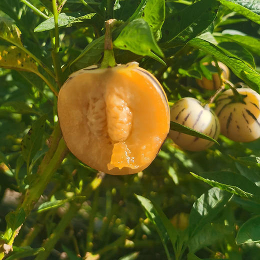 云南石林树上熟人参果5斤大果/中果 商品图6