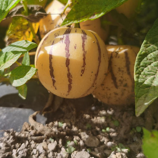 云南石林树上熟人参果5斤大果/中果 商品图2