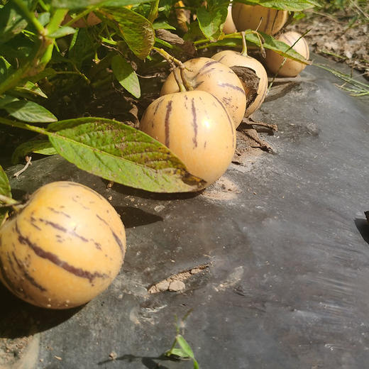 云南石林树上熟人参果5斤大果/中果 商品图3