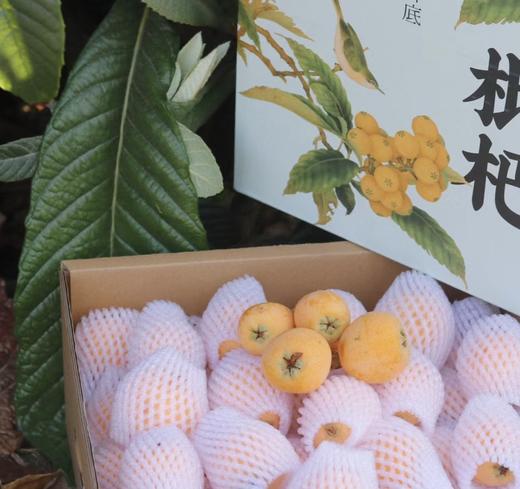 完熟枇杷 纯甜 果肉多 礼盒装 商品图3