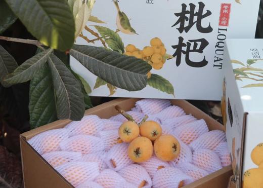 完熟枇杷 纯甜 果肉多 礼盒装 商品图5