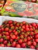 蕃老大红千禧小番茄 商品缩略图13