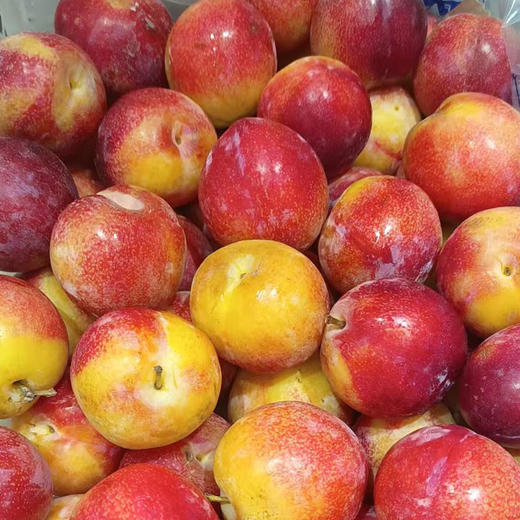 【脆甜可口】珠宝李500g/份 商品图0