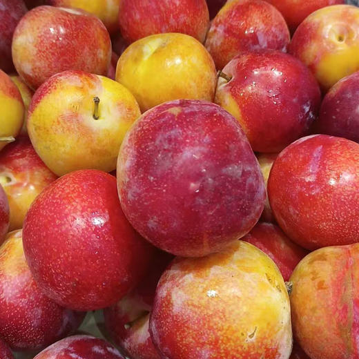 【脆甜可口】珠宝李500g/份 商品图1