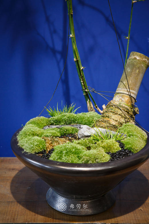 高脚黑盆造型勒竹 商品图2