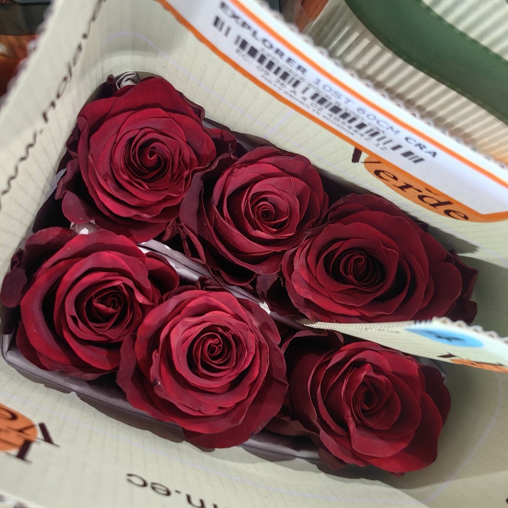 520情人节厄瓜多尔玫瑰explorer 探险家10支