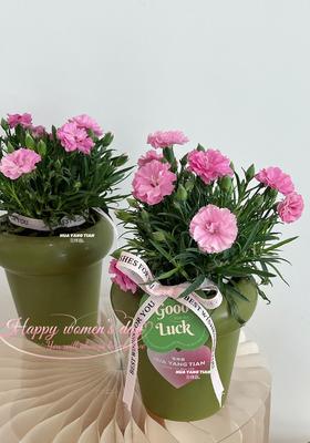 岁岁芳华 · 康乃馨土培盆栽（含花盆）