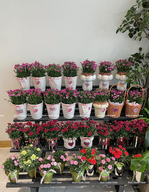 寸草春晖 · 康乃馨盆栽（含花盆） 商品图3