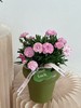 岁岁芳华 · 康乃馨土培盆栽（含花盆） 商品缩略图1