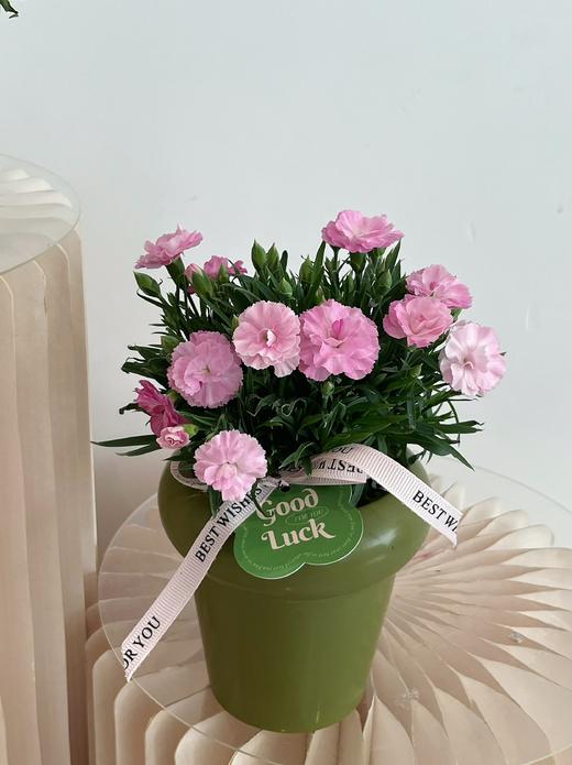 岁岁芳华 · 康乃馨土培盆栽（含花盆） 商品图1