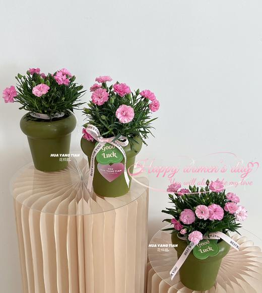 岁岁芳华 · 康乃馨土培盆栽（含花盆） 商品图2