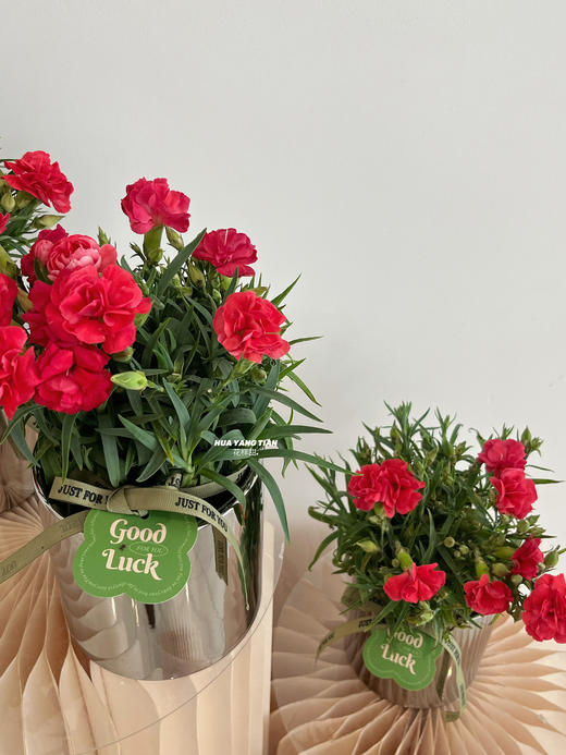 天生丽质 · 康乃馨盆栽（含花盆） 商品图1