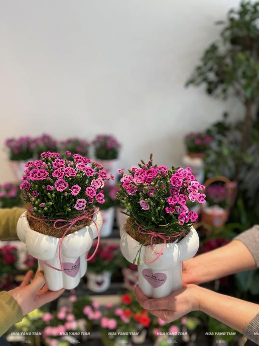 寸草春晖 · 康乃馨盆栽（含花盆） 商品图1