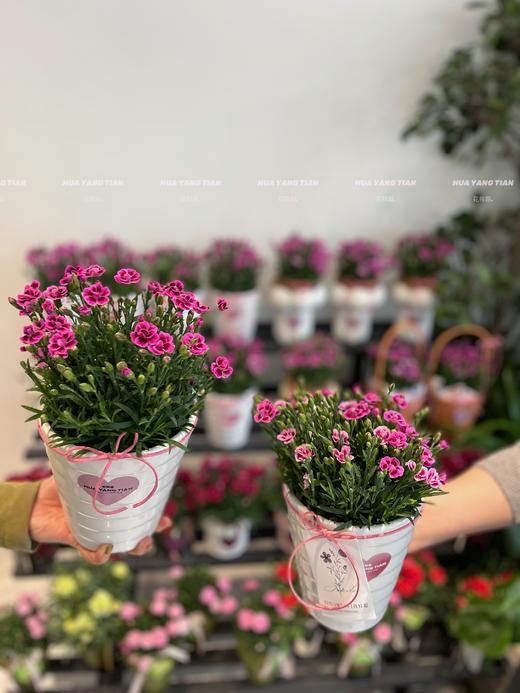 寸草春晖 · 康乃馨盆栽（含花盆） 商品图2