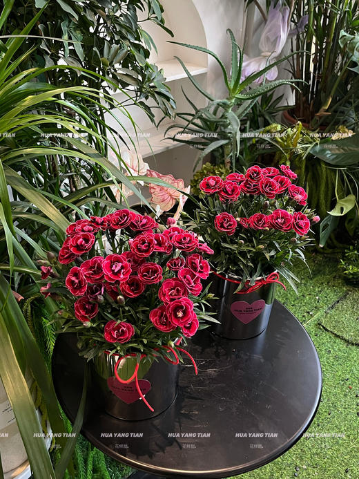 惊艳时光 · 康乃馨盆栽（含花盆） 商品图1