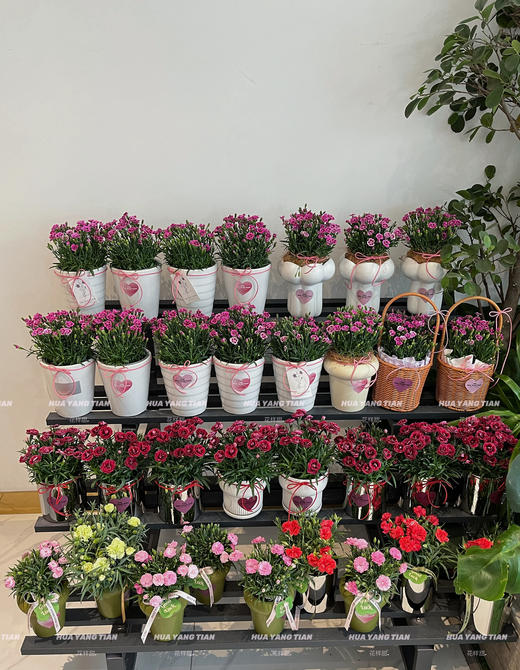 惊艳时光 · 康乃馨盆栽（含花盆） 商品图2