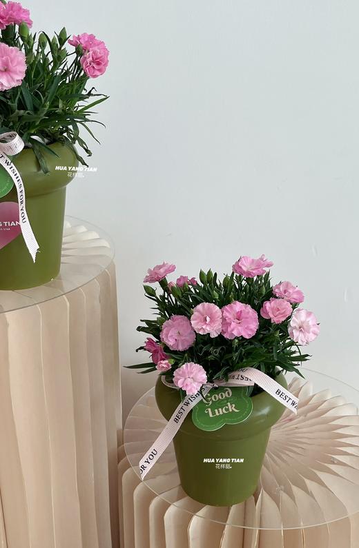 岁岁芳华 · 康乃馨土培盆栽（含花盆） 商品图3