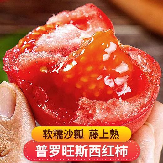 【甄选】山东海阳普罗旺斯西红柿当季鲜品酸甜软糯正宗沙瓤4.5-5斤礼盒装 商品图1
