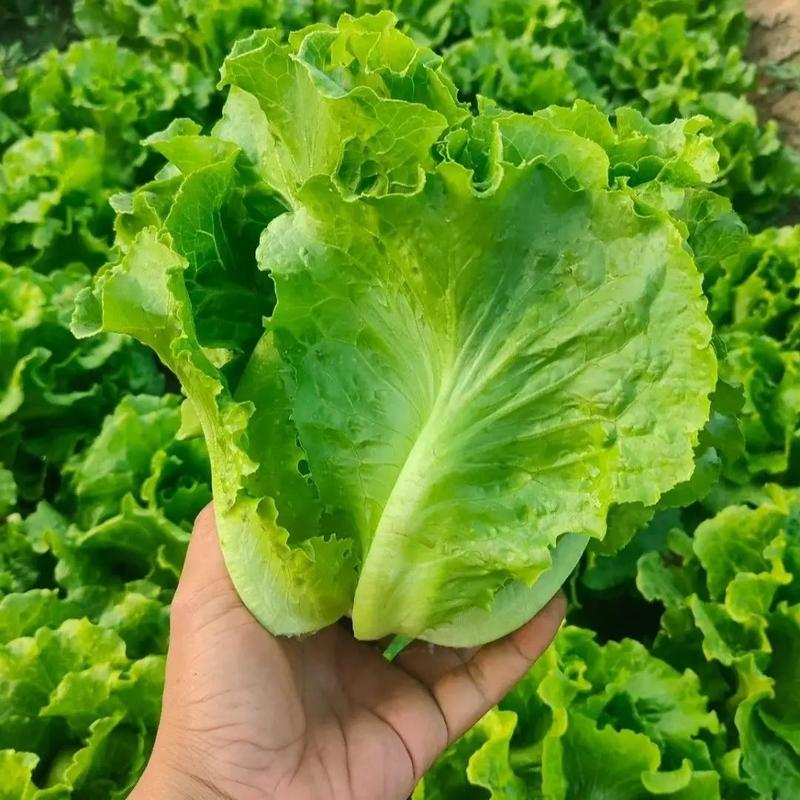 供港罗马生菜（3斤装）