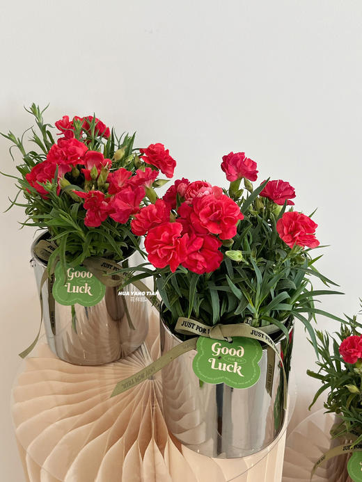 天生丽质 · 康乃馨盆栽（含花盆） 商品图0