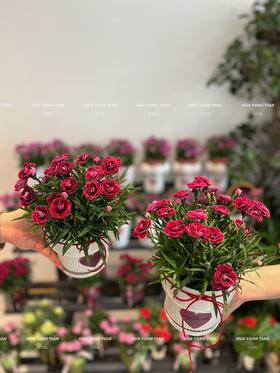 惊艳时光 · 康乃馨盆栽（含花盆）