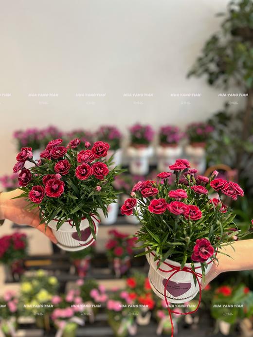 惊艳时光 · 康乃馨盆栽（含花盆） 商品图0