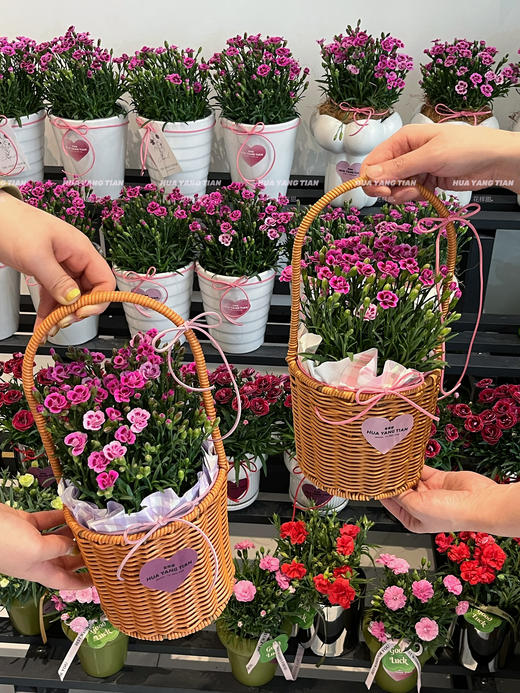 寸草春晖 · 康乃馨盆栽（含花盆） 商品图0