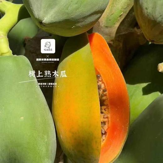 海南·树上熟「木瓜」 整件3~4个 约2.8kg 商品图0