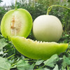 【海南·玉菇甜瓜】 冰激凌蜜瓜 新鲜应季水果 头茬小香瓜 商品缩略图0