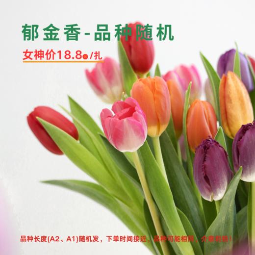 【女神价】郁金香随机品种1扎（A1/A2长度随机） 商品图0
