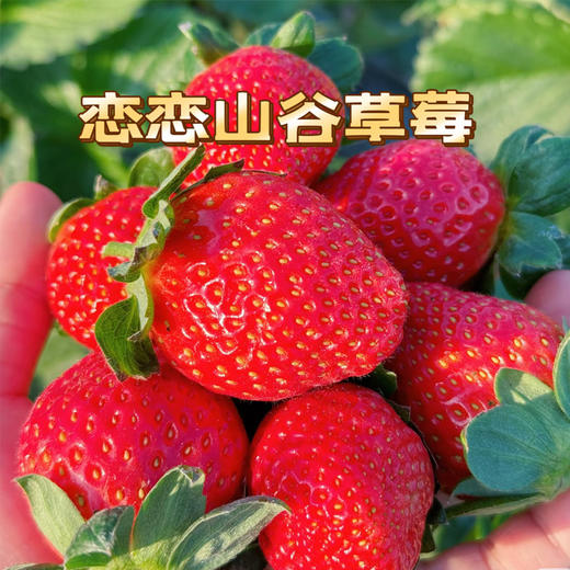 恋恋山谷草莓1.25kg/篮 商品图2