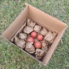 生态西红柿/番茄（沙瓤，丰收优惠满80-5元） | 绿家自产*Eco-tomato | In-House Production 商品缩略图3
